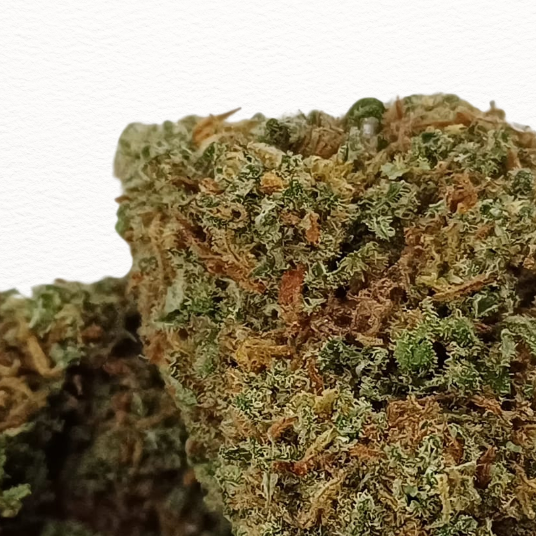ORANGE BUD BlackOut