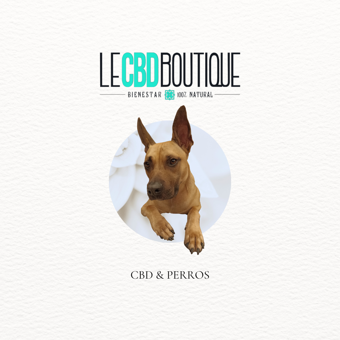 CBD & Perros