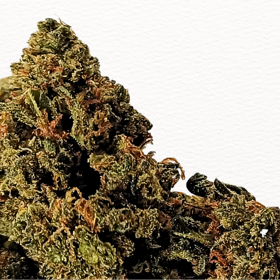 GORILLA FLOR STV