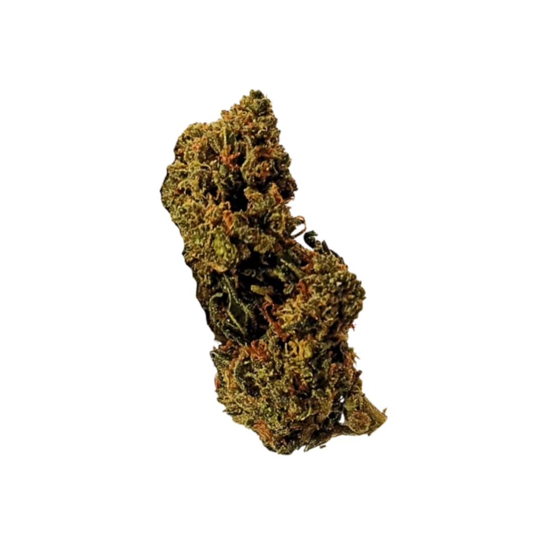 GORILLA FLOR STV